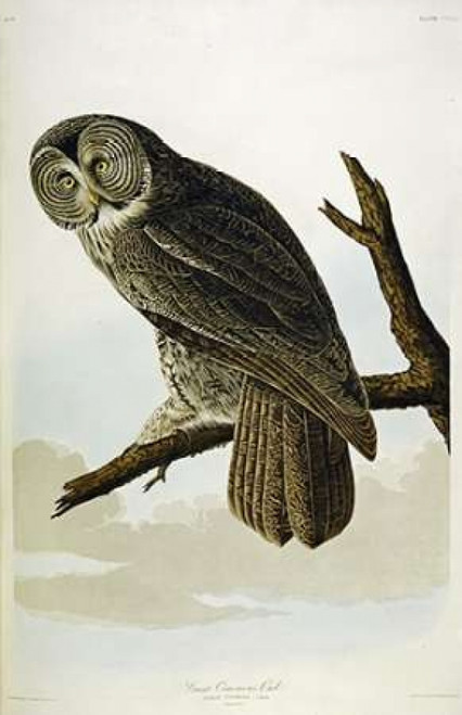 Great Cinereous Owl Poster Print by  John James Audubon - Item # VARPDX264571