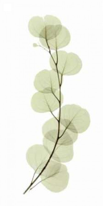 Eucalyptus Poster Print by  ACEE - Item # VARPDXACP203