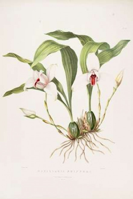 Orchid, Maxillaria Skinneri Poster Print by  Augusta Withers - Item # VARPDXAW10