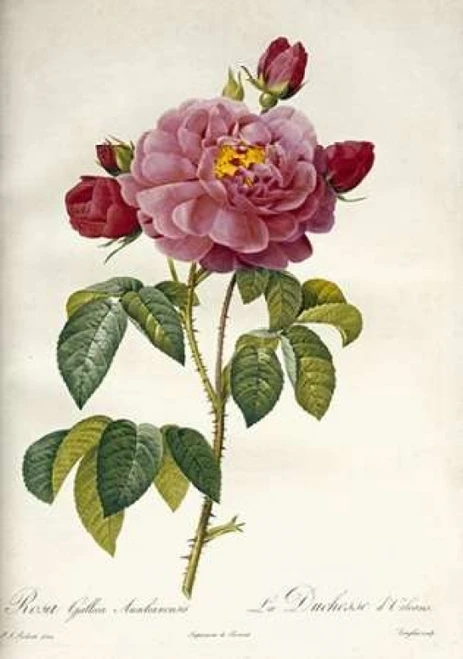 Les Duchess Dorleans Rose Poster Print by Pierre Joseph Redoute