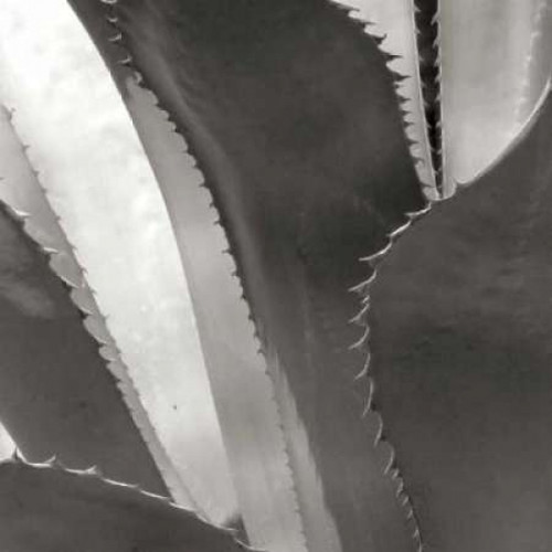 Agave I Poster Print by Rita Crane - Item # VARPDXPSCRN218