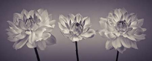 Three Dahlia flowers Poster Print by  Assaf Frank