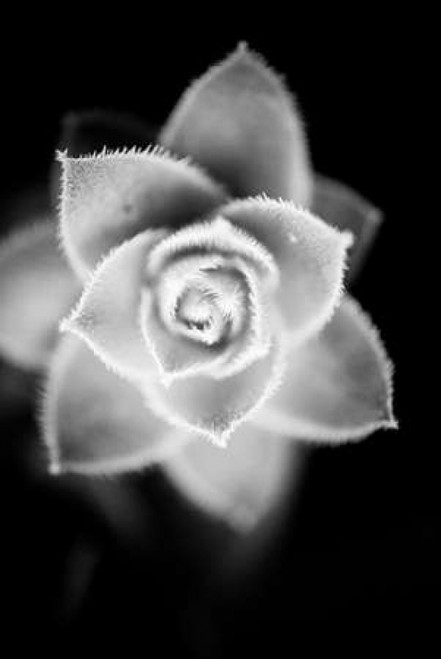 Monochrome Succulent II Poster Print by Erin Berzel - Item # VARPDXPSBZL873