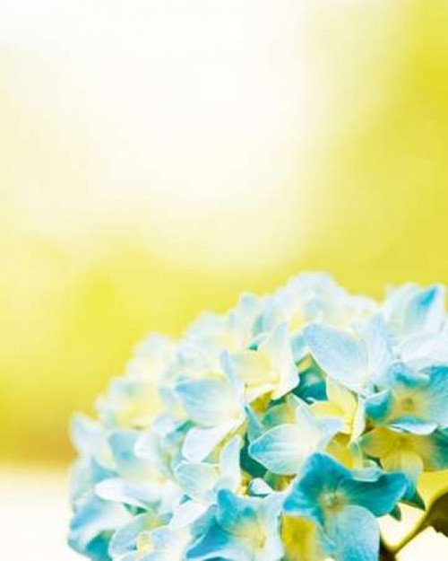 Hydrangea Poster Print by Carolyn Cochrane - Item # VARPDXC925D