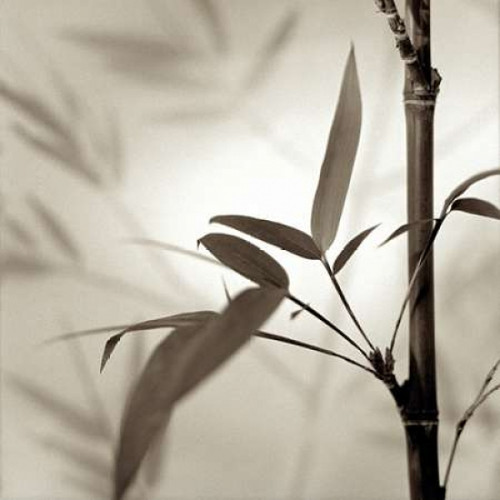Florison - 64 Poster Print by Alan Blaustein