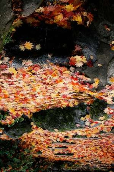 Fall Mandala I Poster Print by Vitaly Geyman - Item # VARPDXPSVIT580