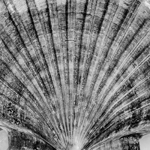 Crystal Cove - 40 Poster Print by Alan Blaustein - Item # VARPDXABSH347