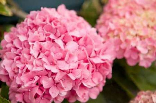 Hydrangeas II Poster Print by Karyn Millet