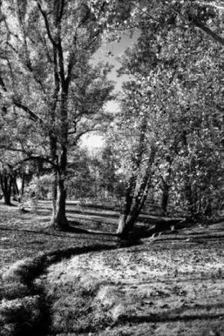 A Small Creek Poster Print by Alan Hausenflock - Item # VARPDXPSHSF344