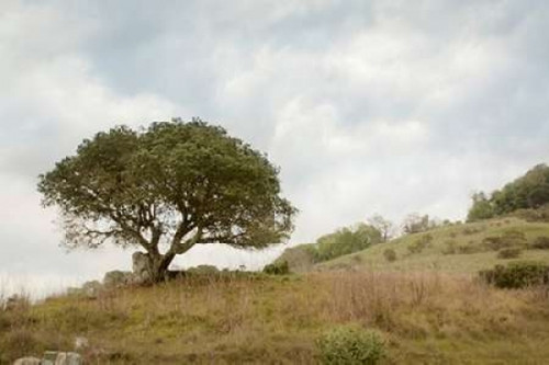 Oak Tree - 75 Poster Print by Alan Blaustein - Item # VARPDXABSFH76