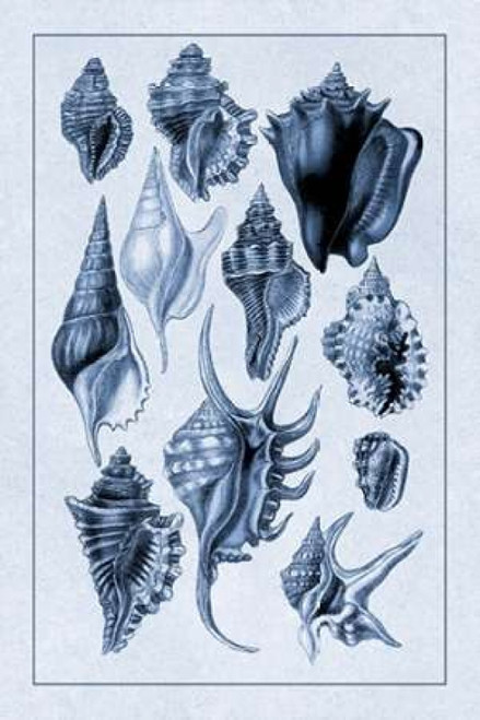 Shells: Trachelipoda #5 Poster Print by  G.B. Sowerby - Item # VARPDX394516