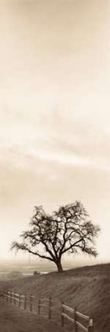 Sentinel Oak Tree Poster Print by Alan Blaustein - Item # VARPDXB1293D
