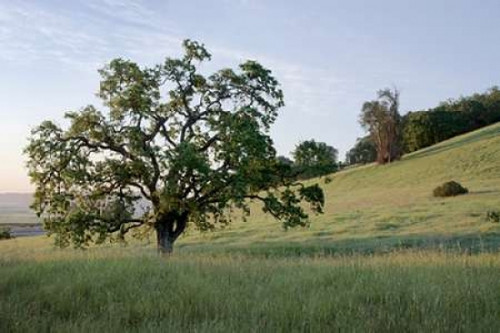 Oak Tree - 86 Poster Print by Alan Blaustein