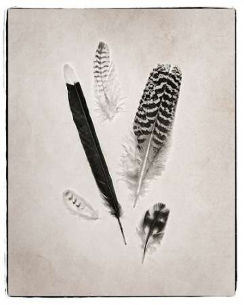 Feather Group II BW Poster Print by Debra Van Swearingen - Item # VARPDX23451