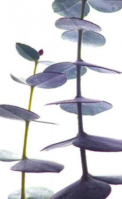 Eucalyptus II Poster Print by Monika Burkhart - Item # VARPDXPSBHT198