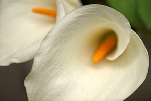 Calla Lilies IV Poster Print by Rita Crane - Item # VARPDXPSCRN347