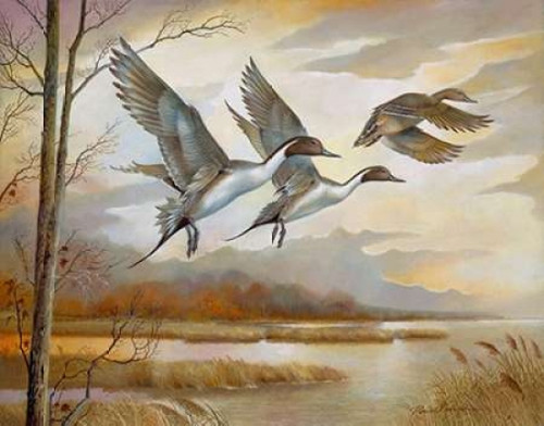 Pintails Poster Print by Ruane Manning - Item # VARPDX8506E