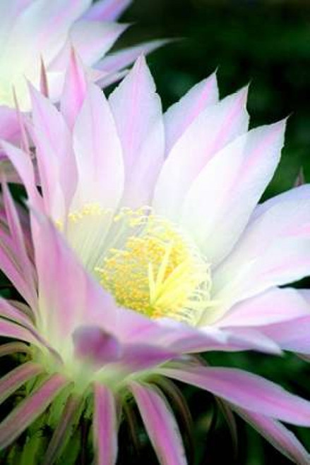 Echinopsis Flowers II Poster Print by Douglas Taylor - Item # VARPDXPSTLR101