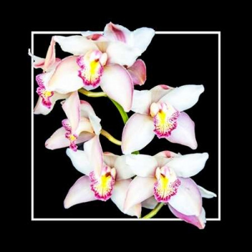 Orchids on Black II Poster Print by Alan Hausenflock - Item # VARPDXPSHSF1746