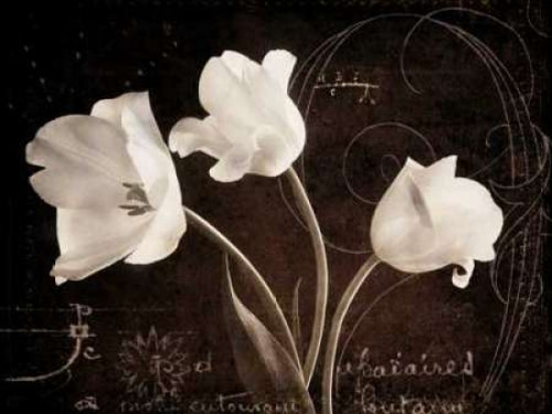 Garden Love Letter II Poster Print by Amy Melious - Item # VARPDXMEL340