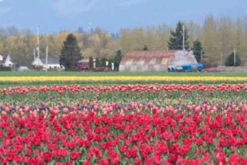 Red Tulip Farm Poster Print by Dana Styber - Item # VARPDXPSSTY205