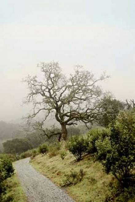 Oak Tree - 45 Poster Print by Alan Blaustein - Item # VARPDXABSFH64A