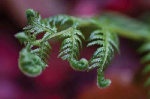 Fern Detail II Poster Print by Erin Berzel - Item # VARPDXPSBZL293