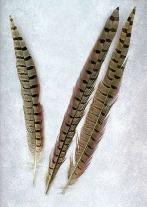 Feathers - 3 Poster Print by Alan Blaustein - Item # VARPDXABSLF112B