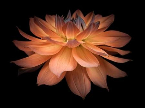 Dahlia Flower Poster Print by  Assaf Frank - Item # VARPDXAF20090807009C02