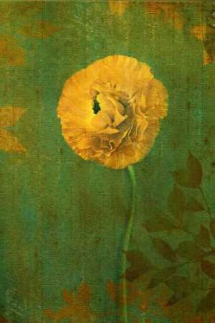 Yellow Renunculus Poster Print by Vitaly Geyman - Item # VARPDXPSVIT101