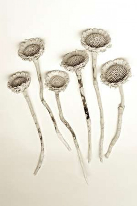 Garden Bloom - 18 Poster Print by Alan Blaustein - Item # VARPDXABLF219