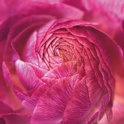 Ranunculus Abstract II Color Poster Print by  Laura Marshall - Item # VARPDX25279