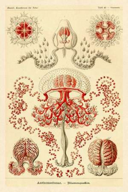 Haeckel Nature Illustrations: Anthomedusae Poster Print by  Ernst Haeckel - Item # VARPDX449707