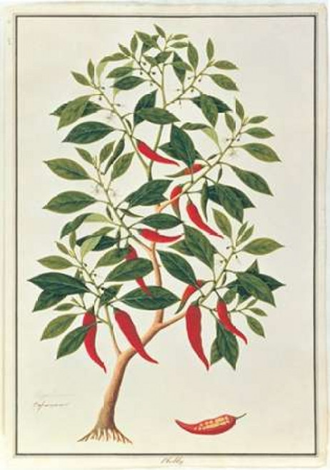 Chile Poster Print by  19th C Anonymous - Item # VARPDXBM09