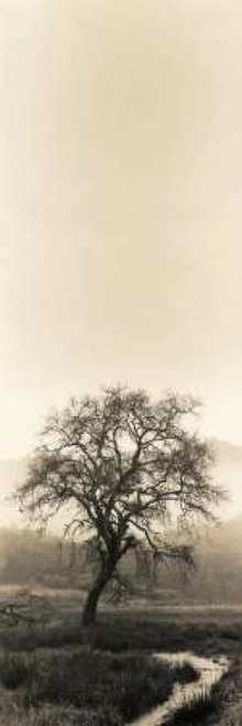 Valley Oak Tree Poster Print by Alan Blaustein