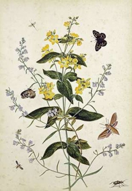 Yellow Loosestrife and Other Wild Flowers Poster Print by  Thomas Jr. Robins