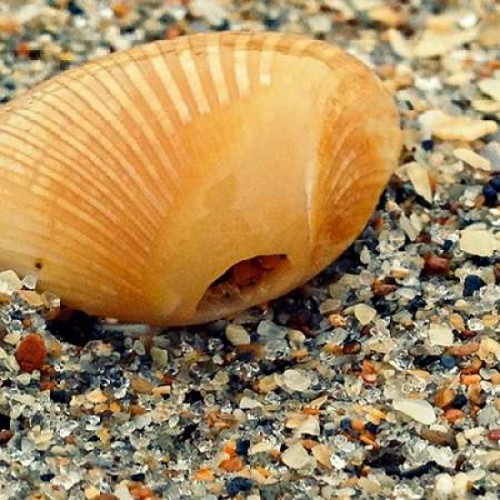 Sea Glass I Poster Print by Lisa Hill Saghini - Item # VARPDX9301A