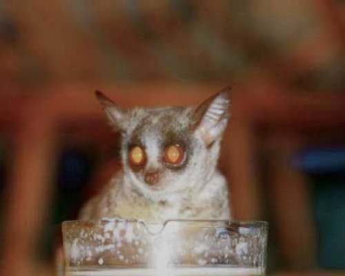 Bushbaby II Poster Print by Dana Underdahl - Item # VARPDXPSUND119