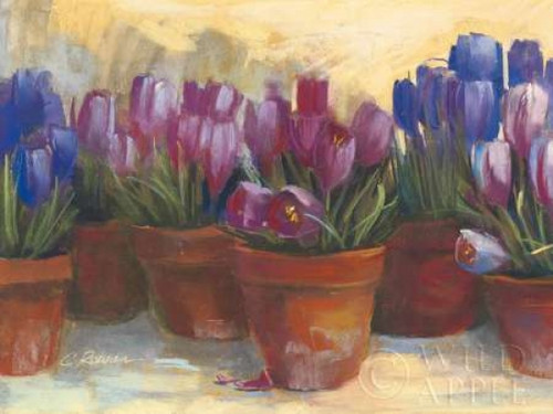 Spring Crocus Poster Print by Carol Rowan - Item # VARPDX9019