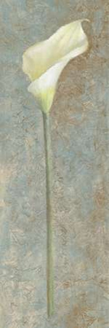 Calla Lily I Poster Print by Lanie Loreth - Item # VARPDX5919A