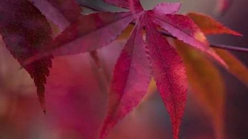 Joyful Maple I Poster Print by Rita Crane - Item # VARPDXPSCRN512