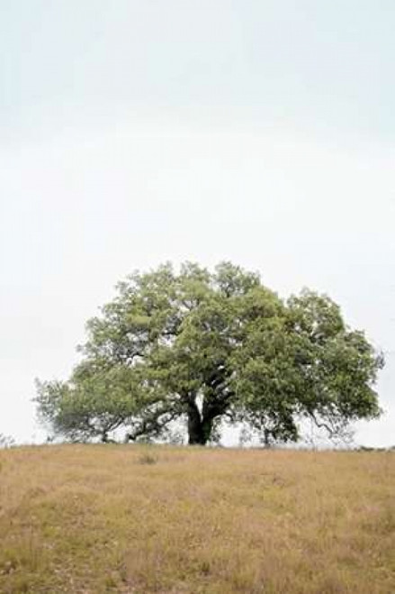 Oak Tree - 73 Poster Print by Alan Blaustein - Item # VARPDXABSFH74A Oak Tree - 73 Poster Print by Alan Blaustein - Item # VARPDXABSFH74A