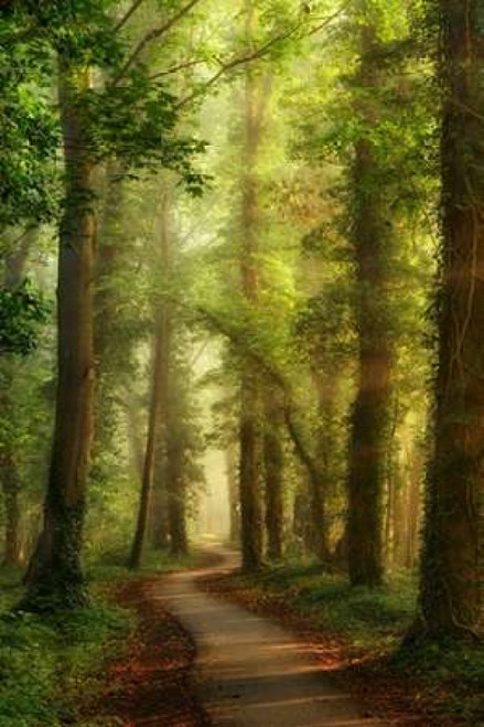 Snake Path Poster Print by  Lars Van de Goor - Item # VARPDXV612D