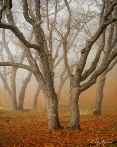 Misty Dance Poster Print by Vitaly Geyman - Item # VARPDXPSVIT140 Misty Dance Poster Print by Vitaly Geyman - Item # VARPDXPSVIT140