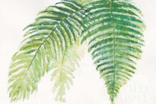 Ferns III Poster Print by  Chris Paschke - Item # VARPDX24945