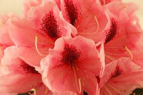 Delicate Petals II Poster Print by Rita Crane - Item # VARPDXPSCRN339 Delicate Petals II Poster Print by Rita Crane - Item # VARPDXPSCRN339