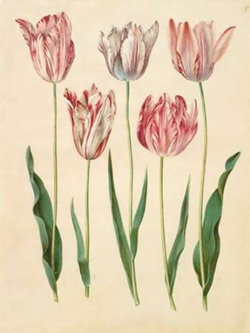 Tulipa gesneriana Poster Print by Johannes S. Holtzbecher - Item # VARPDX3AA2226 Tulipa gesneriana Poster Print by Johannes S. Holtzbecher - Item # VARPDX3AA2226