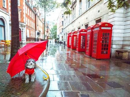 Dog with umbrella on London city street Poster Print by  Assaf Frank - Item # VARPDXAF20150916003