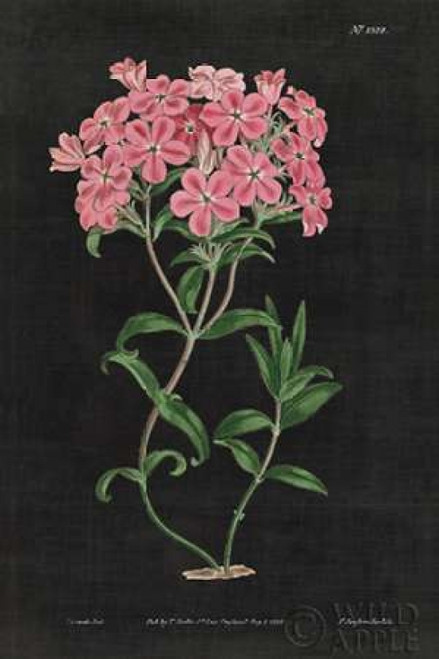 Botanical on Black Chart VI Poster Print by Wild Apple Portfolio - Item # VARPDX24477