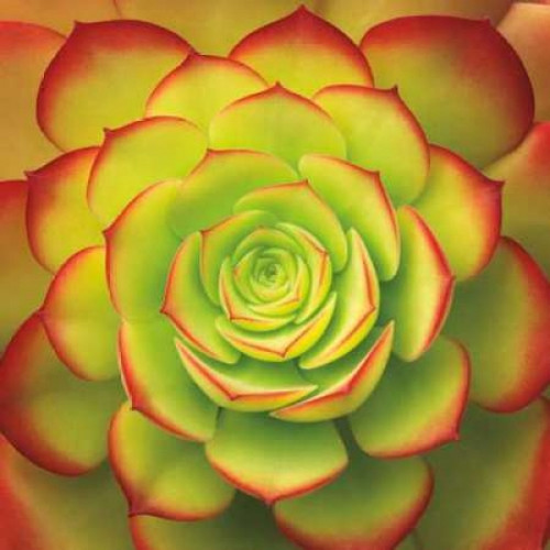 Fiery Succulent Poster Print by Jan Bell - Item # VARPDXB2646D